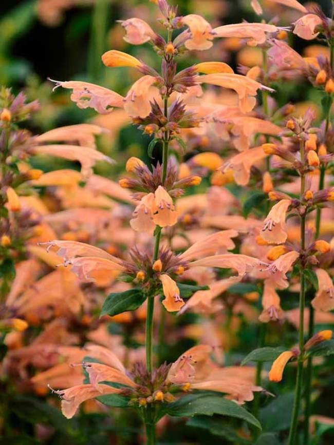 Agastache 'mango Tango' - View 2 from www redcrocus com