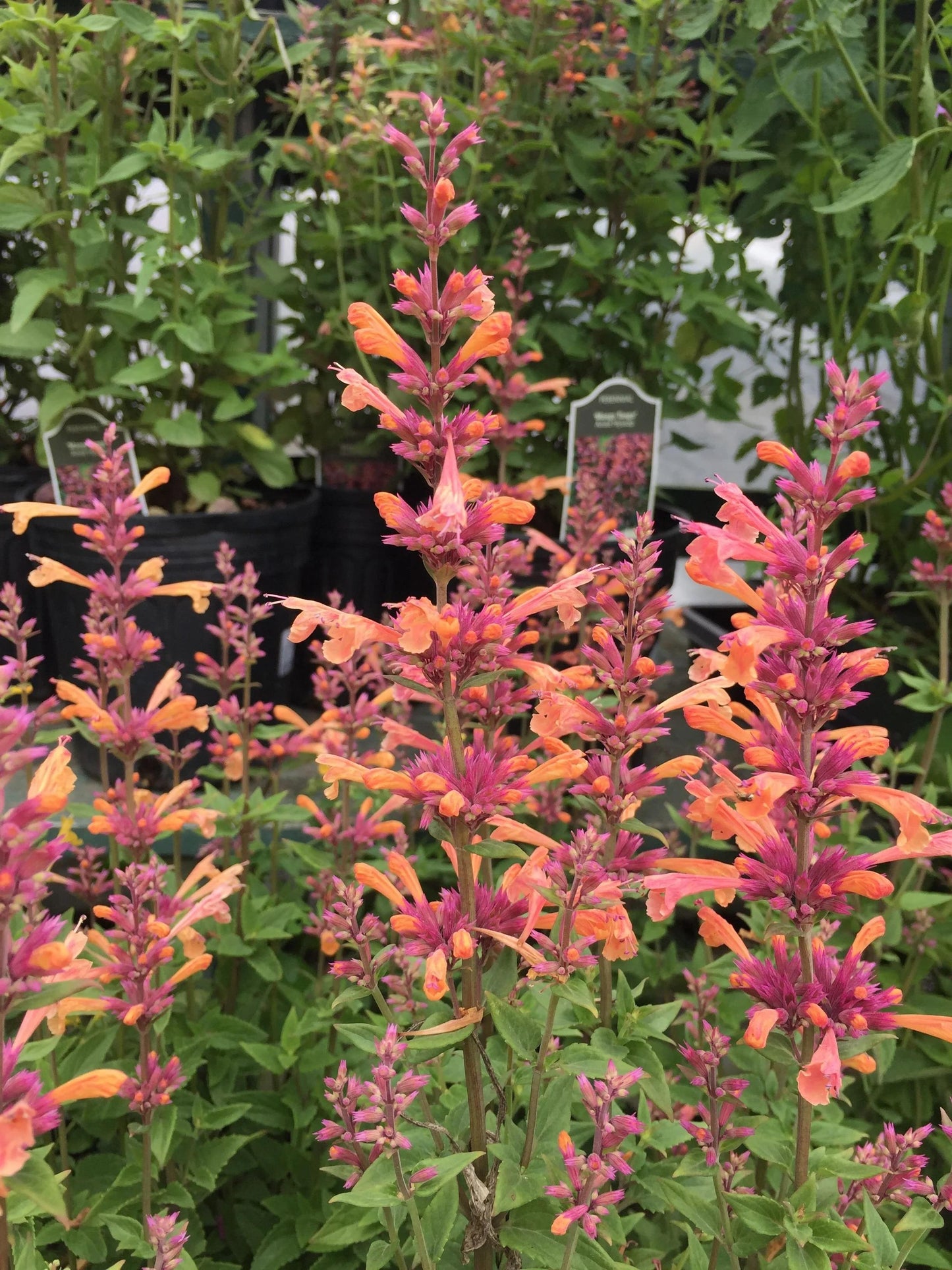 Agastache 'mango Tango' - View 30 from www redcrocus com