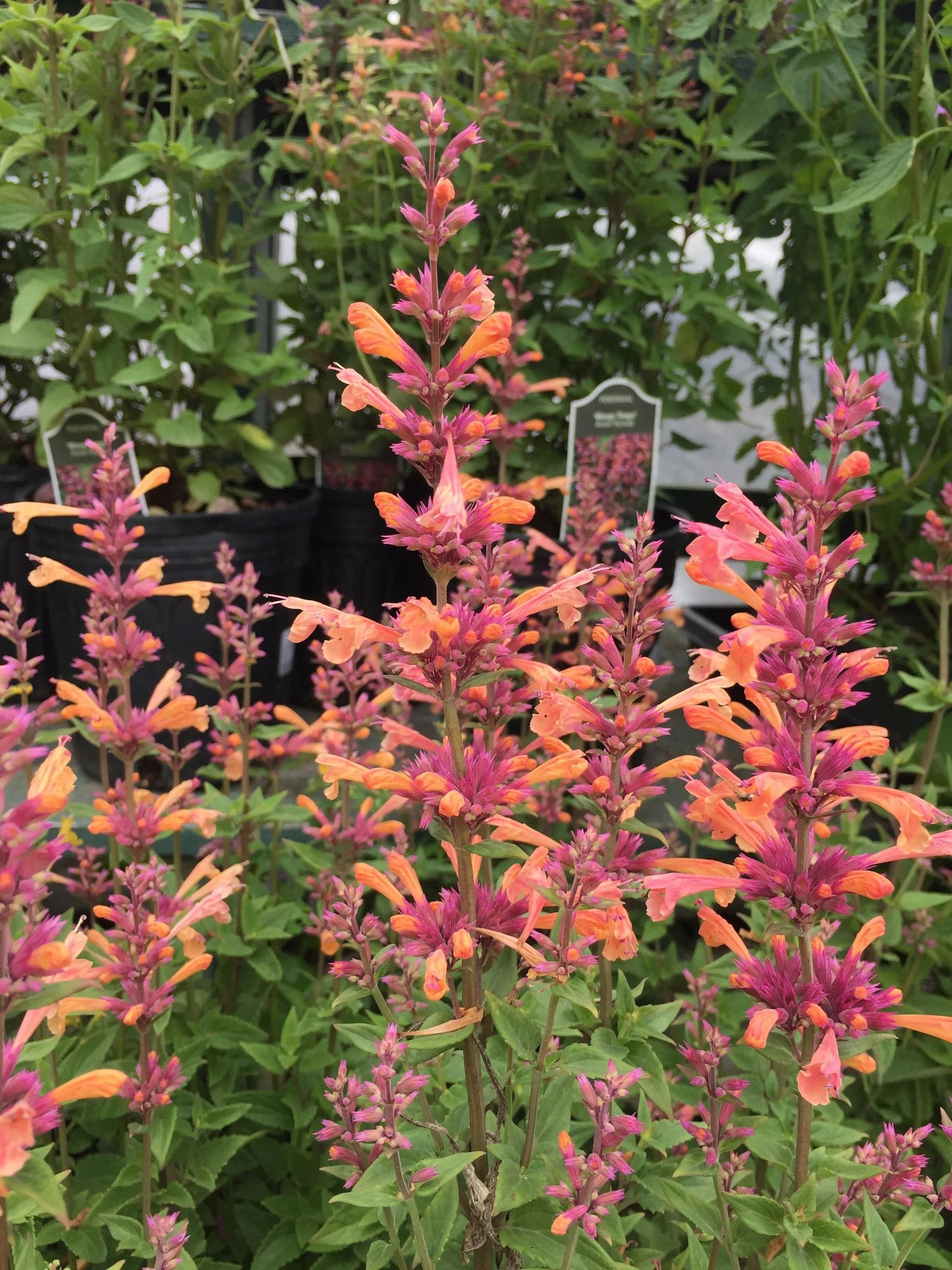 Agastache 'mango Tango' - View 30 from www redcrocus com