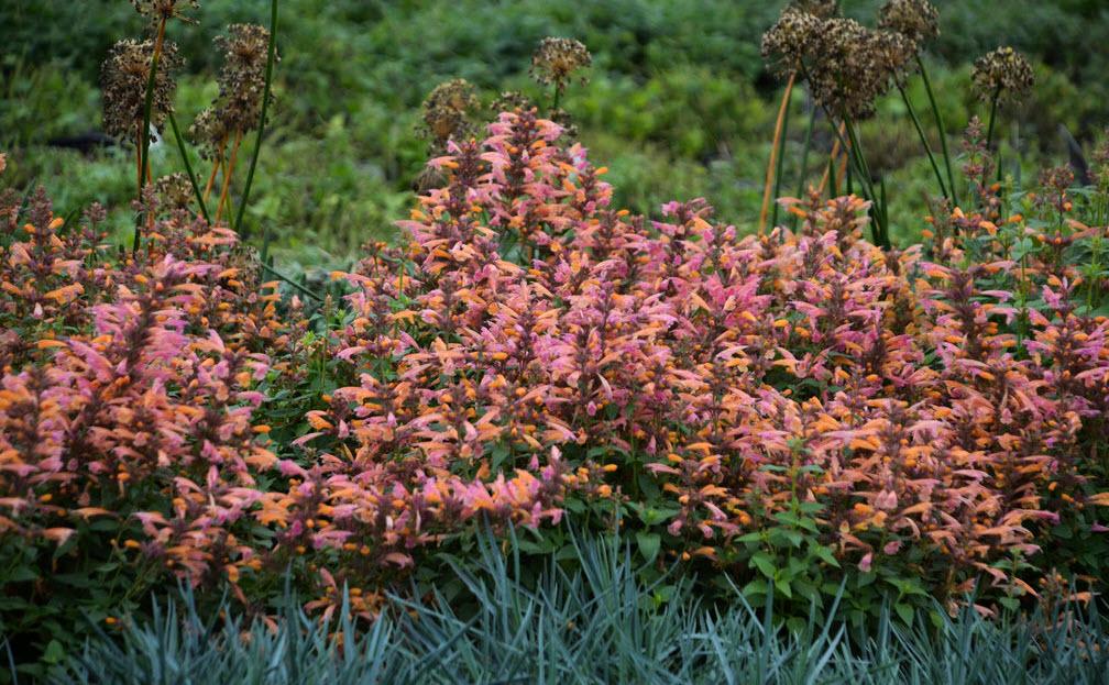 Agastache 'mango Tango' - View 31 from www redcrocus com