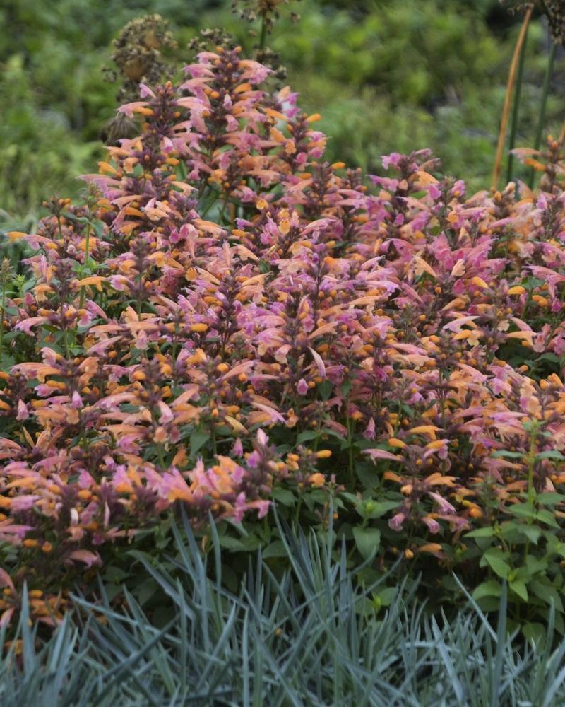 Agastache 'mango Tango' - View 34 from www redcrocus com