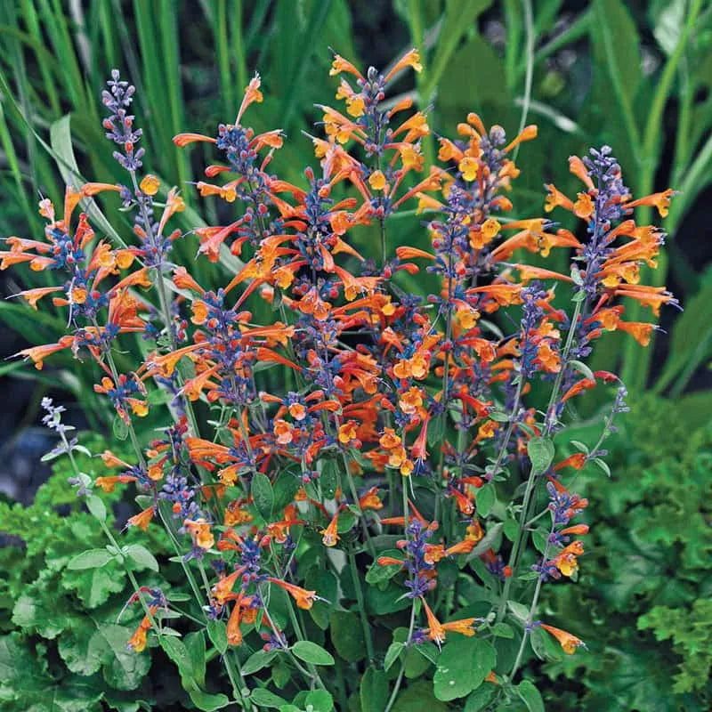 Agastache 'mango Tango' - View 36 from www redcrocus com
