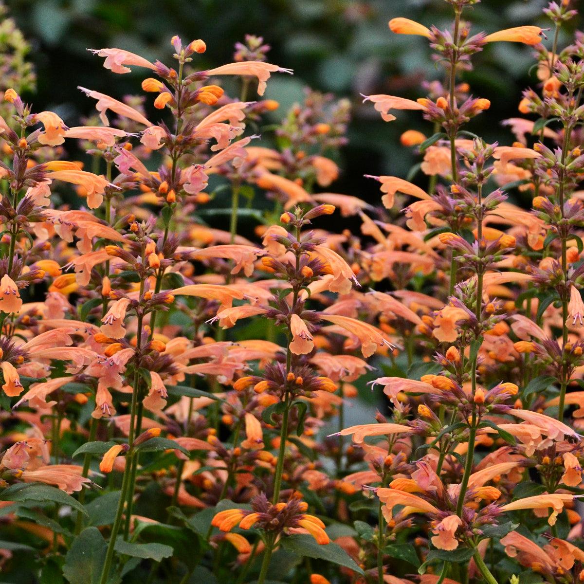 Agastache 'mango Tango' - View 37 from www redcrocus com