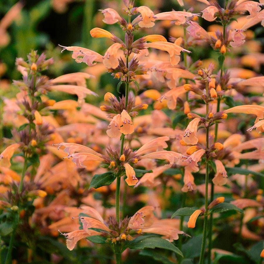 Agastache 'mango Tango' - View 38 from www redcrocus com