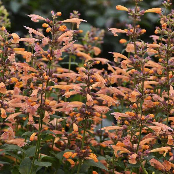 Agastache 'mango Tango' - View 3 from www redcrocus com
