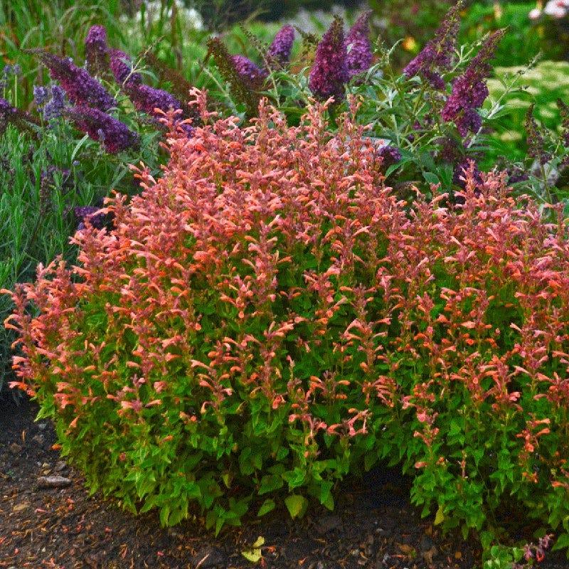 Agastache 'mango Tango' - View 5 from www redcrocus com