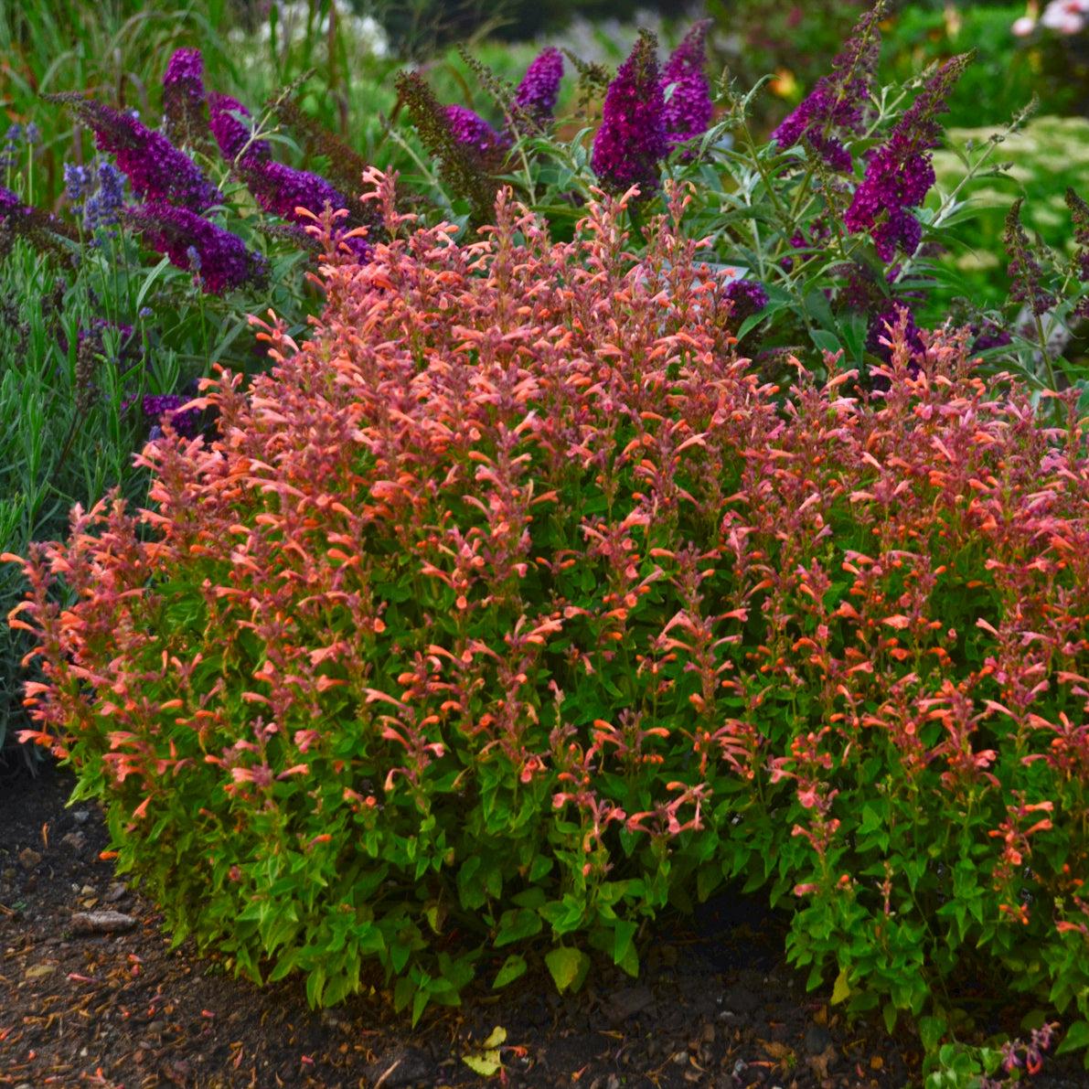 Agastache 'mango Tango' - View 6 from www redcrocus com