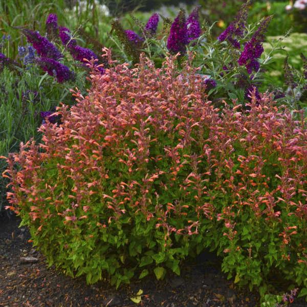 Agastache 'mango Tango' - View 7 from www redcrocus com