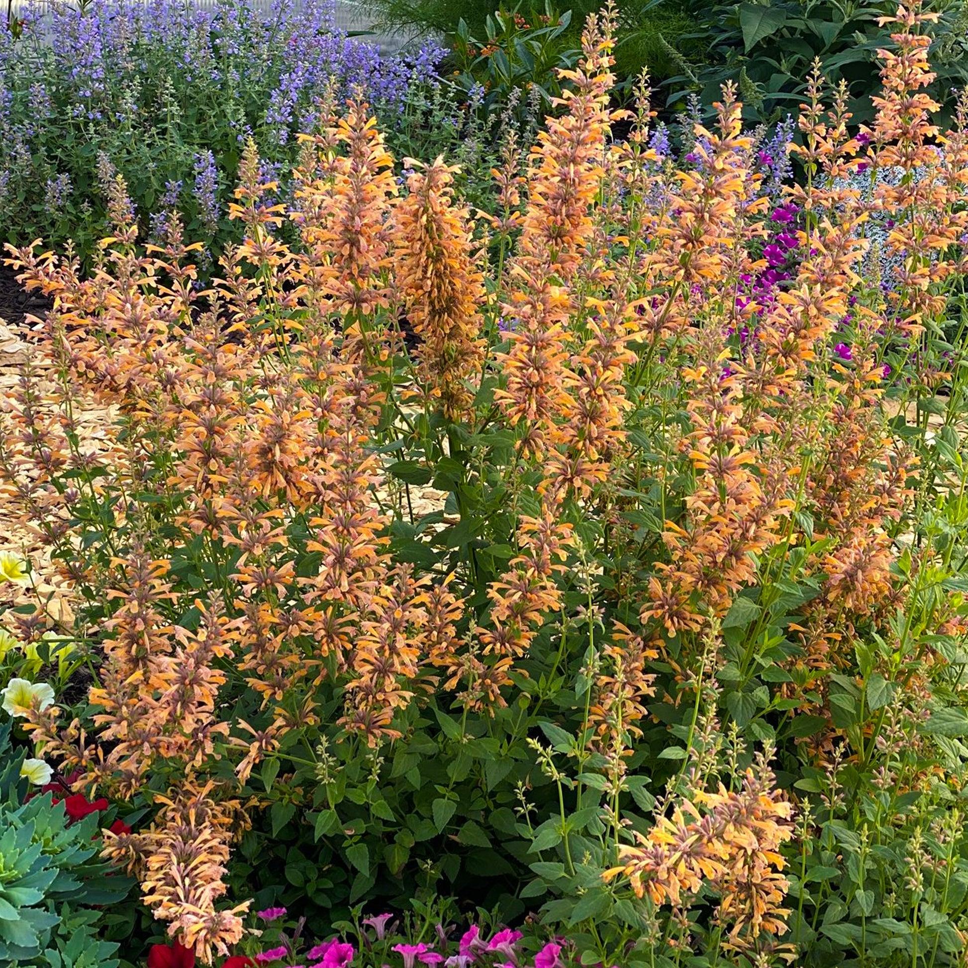 Agastache 'mango Tango' - View 8 from www redcrocus com