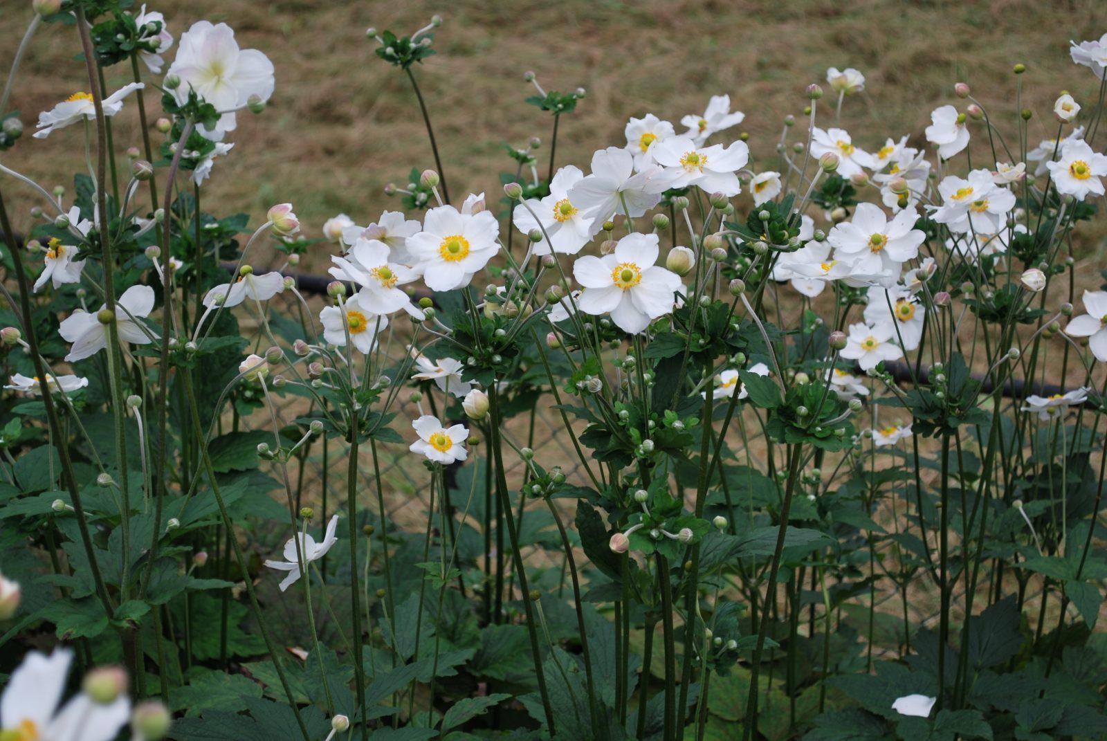 Anemone X Hybrida Honorine Jobert - View 2 from www redcrocus com