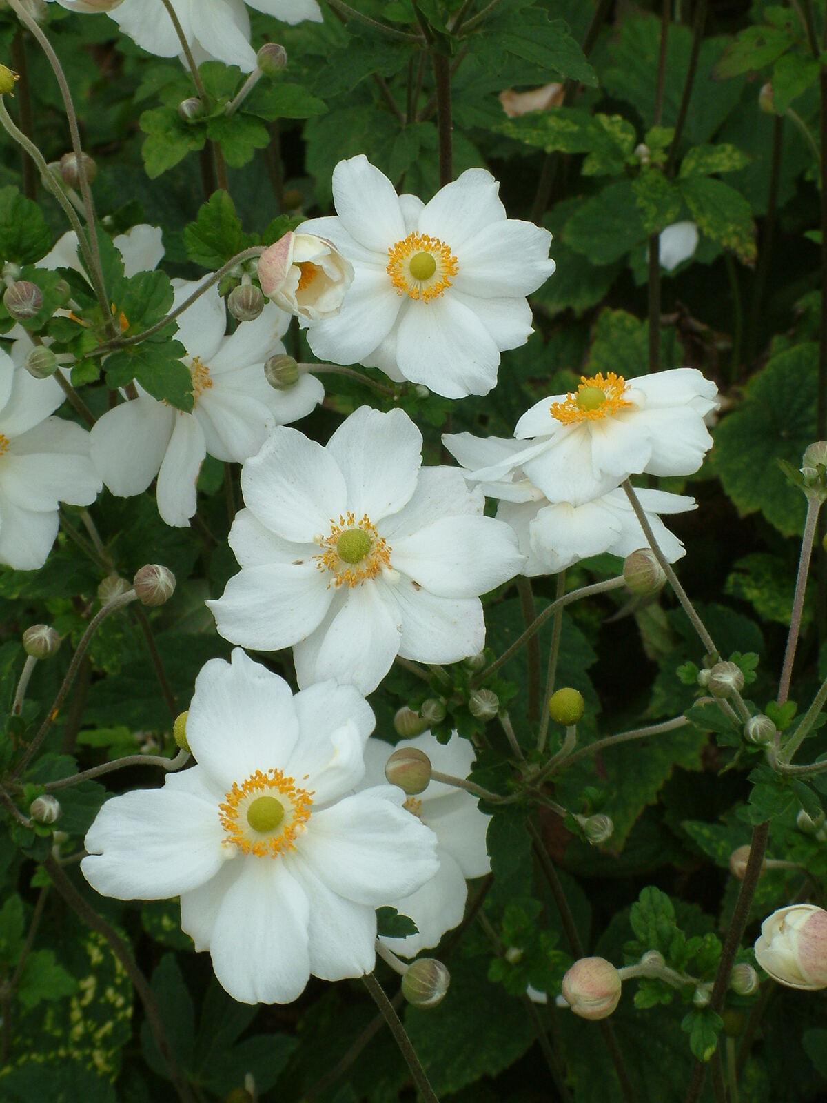 Anemone X Hybrida Honorine Jobert - View 5 from www redcrocus com