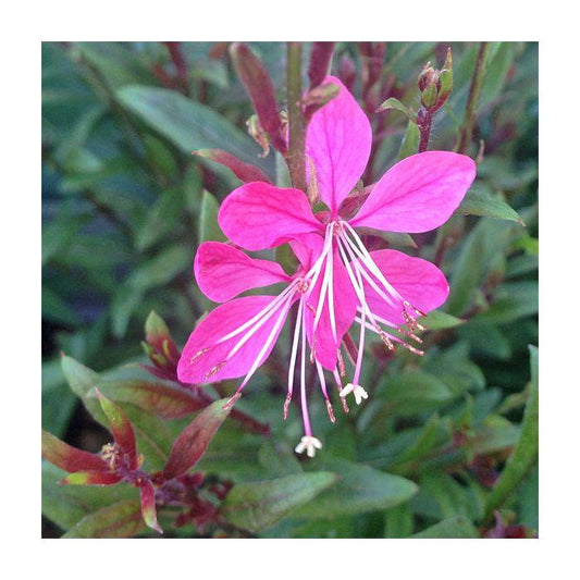 Gaura Lindheimeri Whiskers Deep Rose - View 10 from www redcrocus com