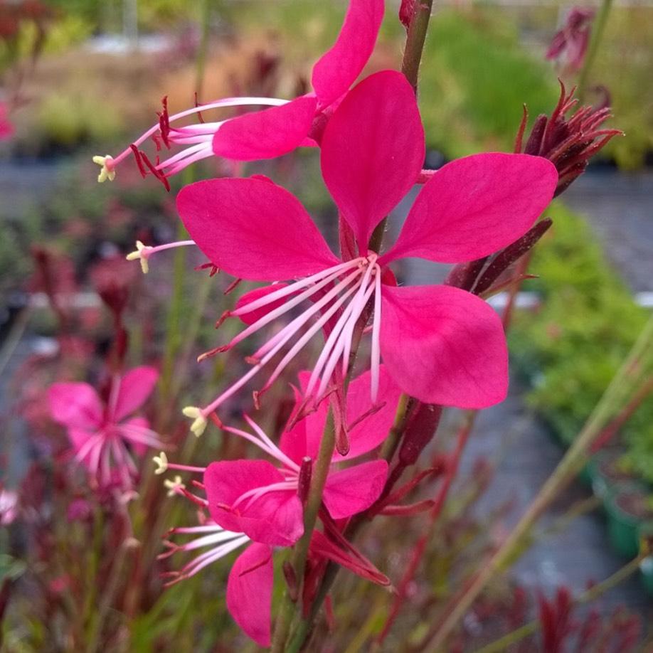 Gaura Lindheimeri Whiskers Deep Rose - View 11 from www redcrocus com
