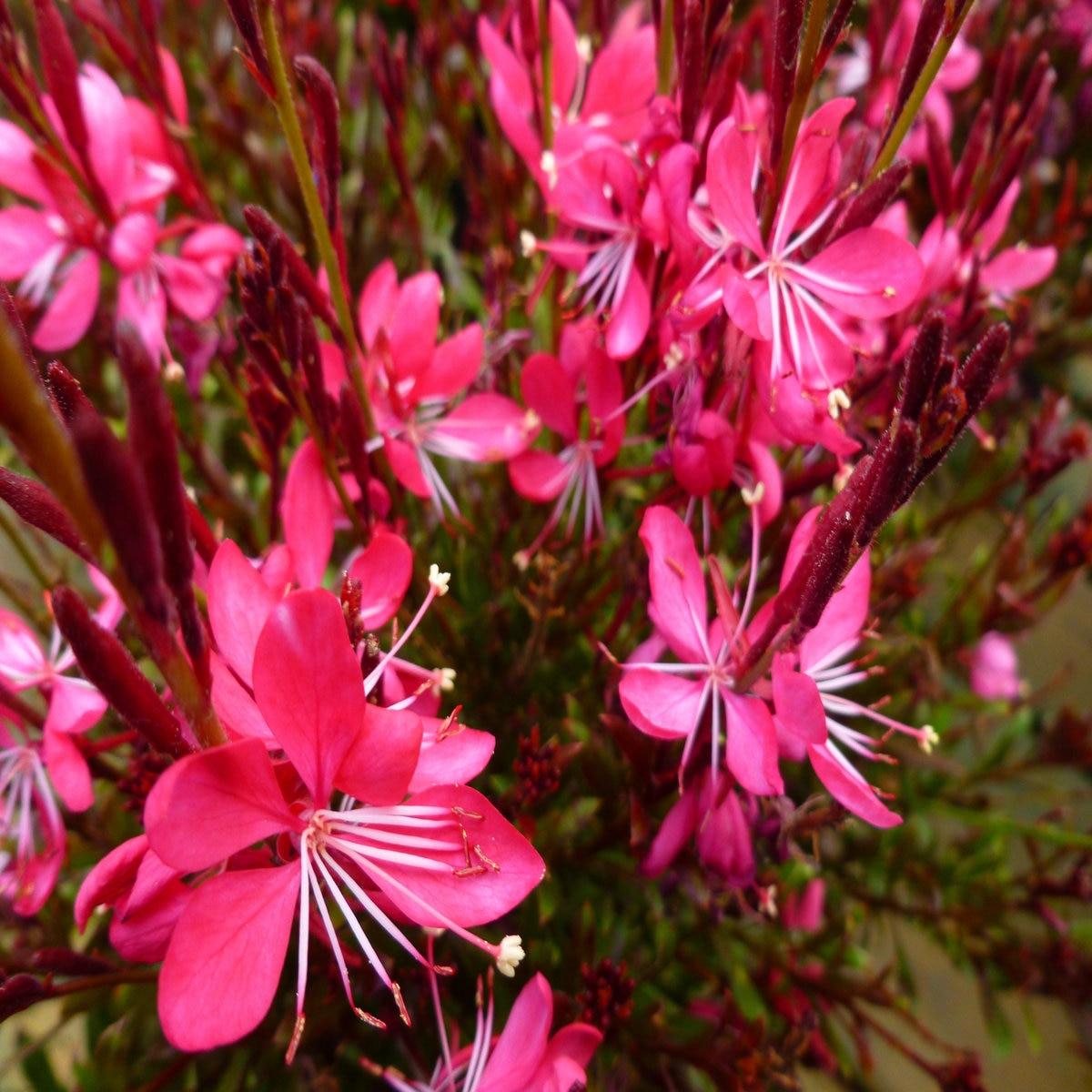 Gaura Lindheimeri Whiskers Deep Rose - View 12 from www redcrocus com