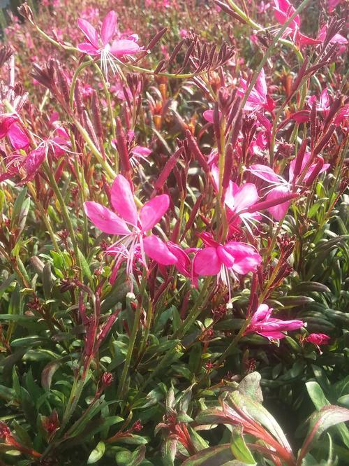 Gaura Lindheimeri Whiskers Deep Rose - View 13 from www redcrocus com