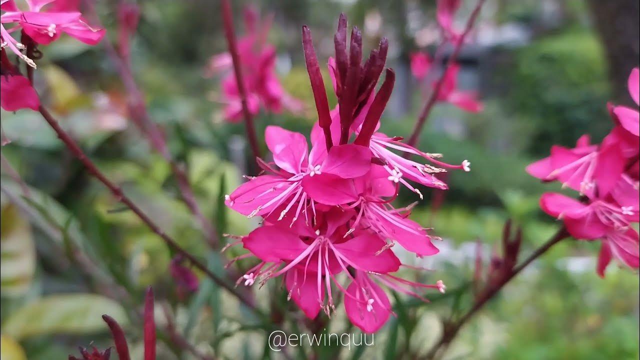 Gaura Lindheimeri Whiskers Deep Rose - View 14 from www redcrocus com