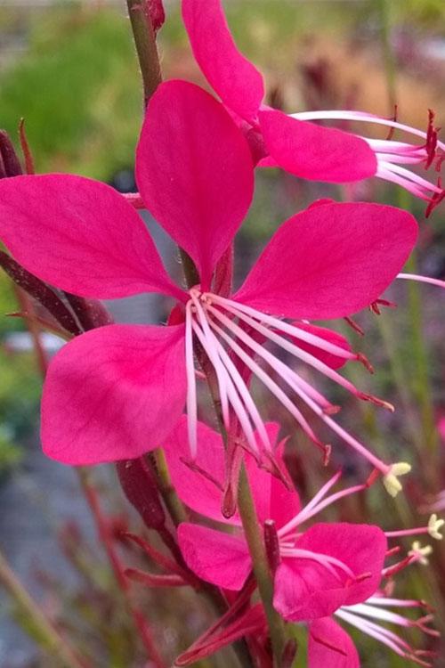 Gaura Lindheimeri Whiskers Deep Rose - View 15 from www redcrocus com