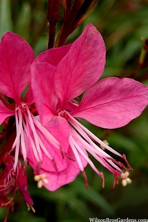 Gaura Lindheimeri Whiskers Deep Rose - View 18 from www redcrocus com