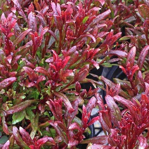 Gaura Lindheimeri Whiskers Deep Rose - View 19 from www redcrocus com
