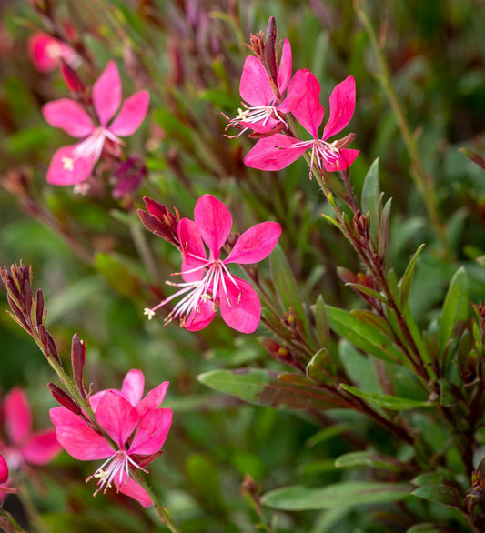 Gaura Lindheimeri Whiskers Deep Rose - View 1 from www redcrocus com