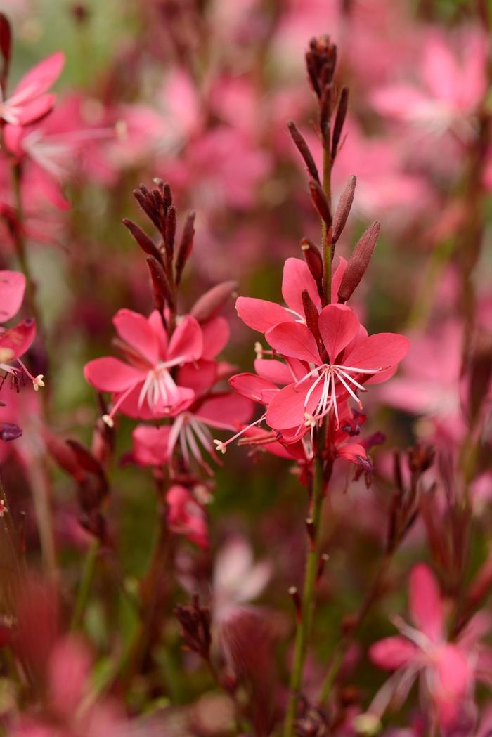 Gaura Lindheimeri Whiskers Deep Rose - View 2 from www redcrocus com