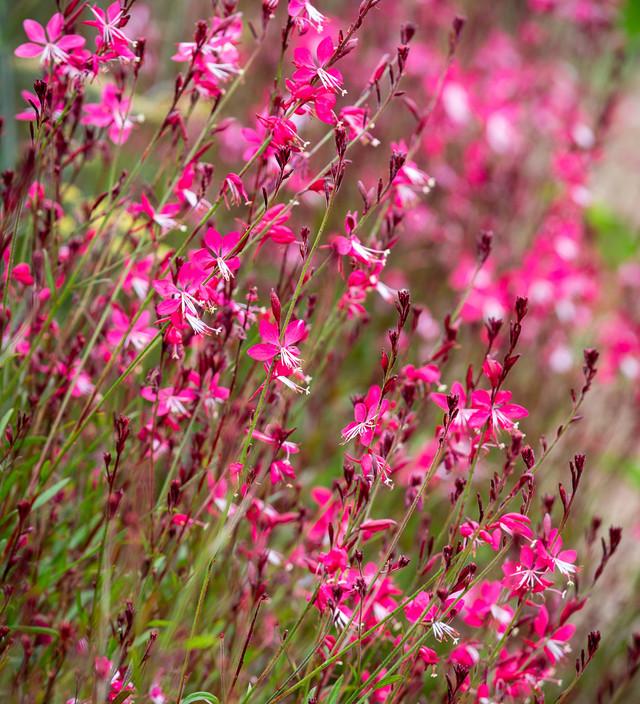 Gaura Lindheimeri Whiskers Deep Rose - View 3 from www redcrocus com