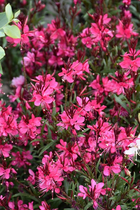 Gaura Lindheimeri Whiskers Deep Rose - View 4 from www redcrocus com