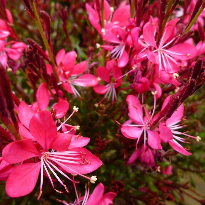 Gaura Lindheimeri Whiskers Deep Rose - View 6 from www redcrocus com