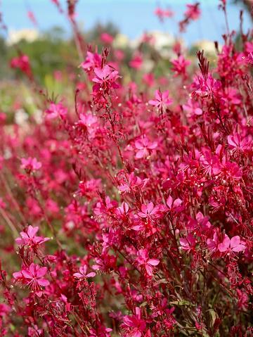 Gaura Lindheimeri Whiskers Deep Rose - View 9 from www redcrocus com