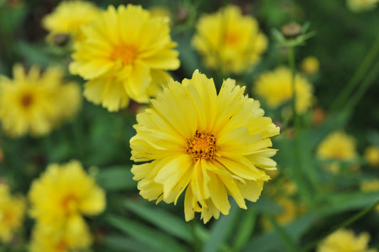 Coreopsis Grandiflora Leading Lady Lauren - View 10 from www redcrocus com