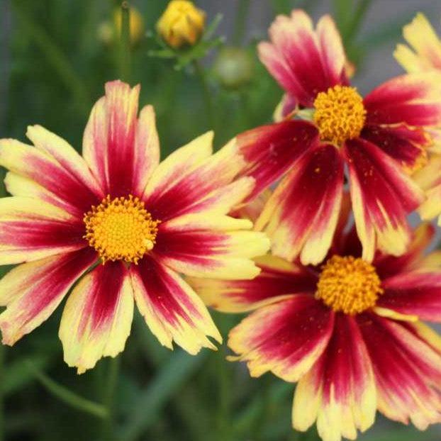 Coreopsis Grandiflora Leading Lady Lauren - View 12 from www redcrocus com