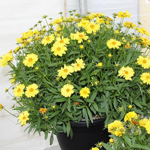 Coreopsis Grandiflora Leading Lady Lauren - View 1 from www redcrocus com