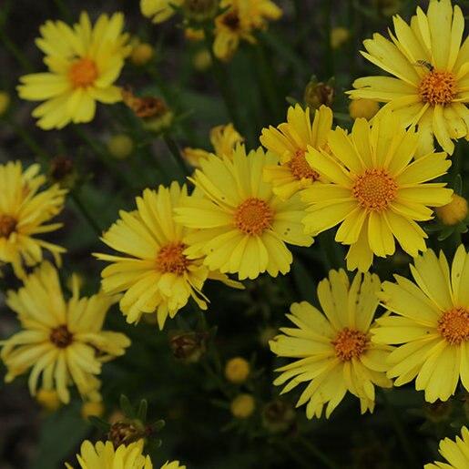 Coreopsis Grandiflora Leading Lady Lauren - View 5 from www redcrocus com