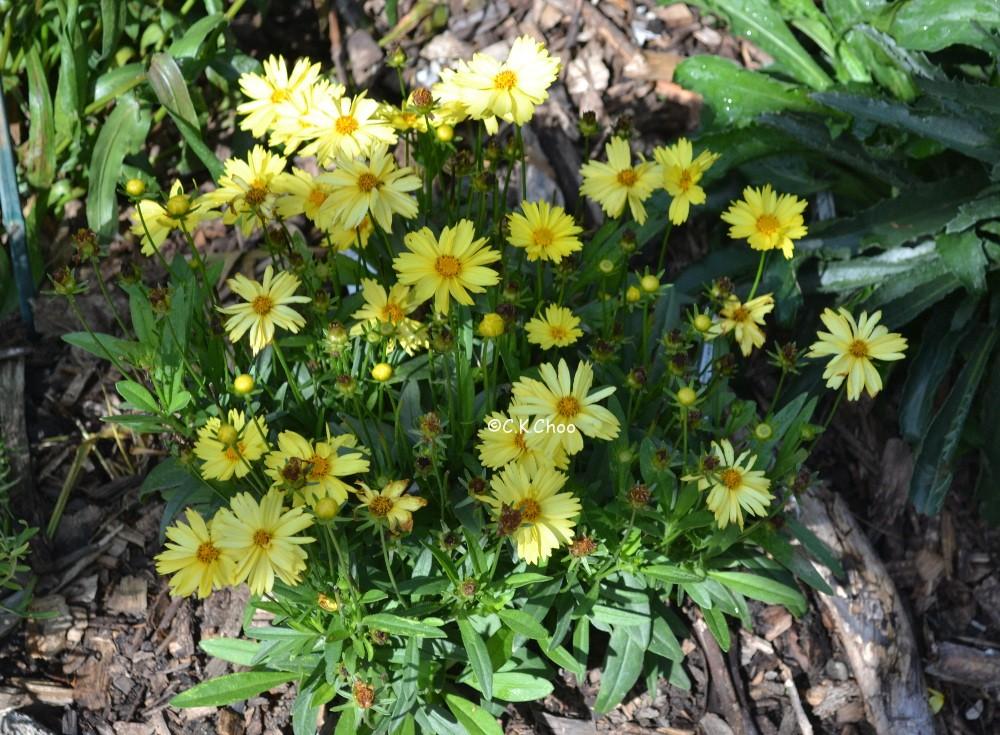 Coreopsis Grandiflora Leading Lady Lauren - View 8 from www redcrocus com