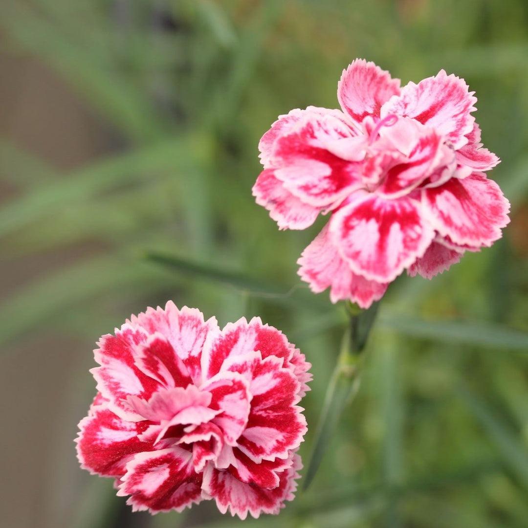 Dianthus X 'starburst' - View 12 from www redcrocus com