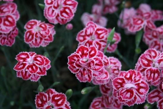 Dianthus X 'starburst' - View 14 from www redcrocus com