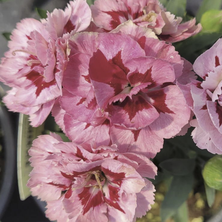 Dianthus X 'starburst' - View 15 from www redcrocus com