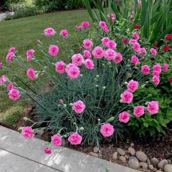 Dianthus X 'starburst' - View 16 from www redcrocus com