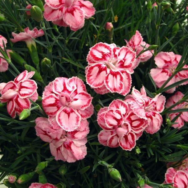 Dianthus X 'starburst' - View 1 from www redcrocus com