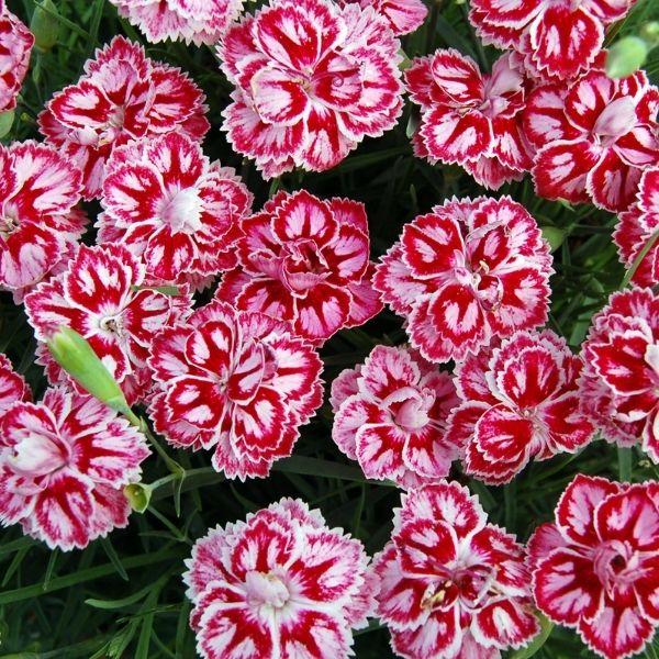 Dianthus X 'starburst' - View 3 from www redcrocus com
