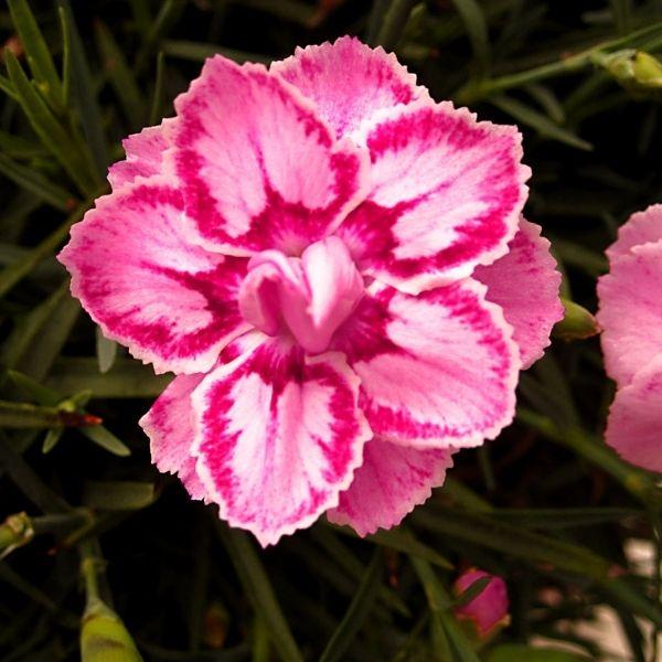 Dianthus X 'starburst' - View 4 from www redcrocus com