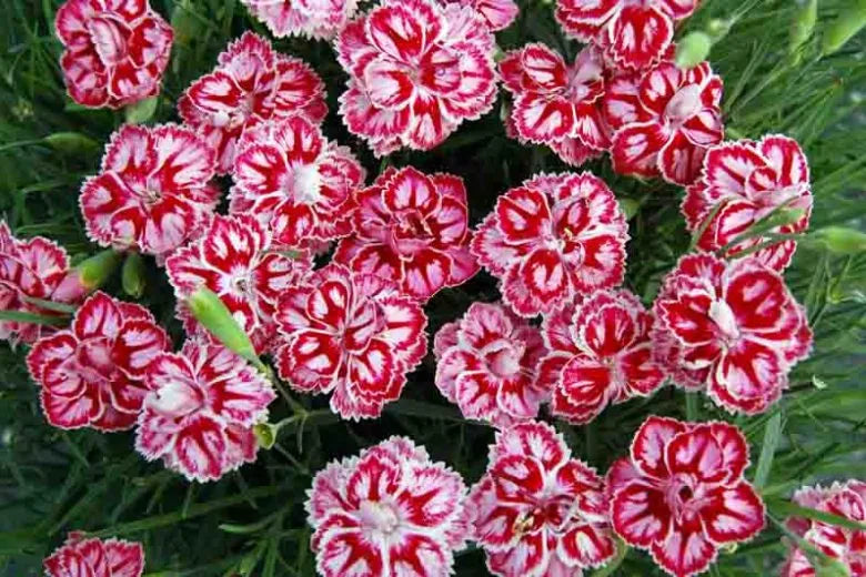 Dianthus X 'starburst' - View 5 from www redcrocus com