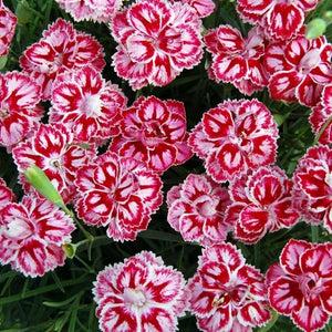 Dianthus X 'starburst' - View 6 from www redcrocus com