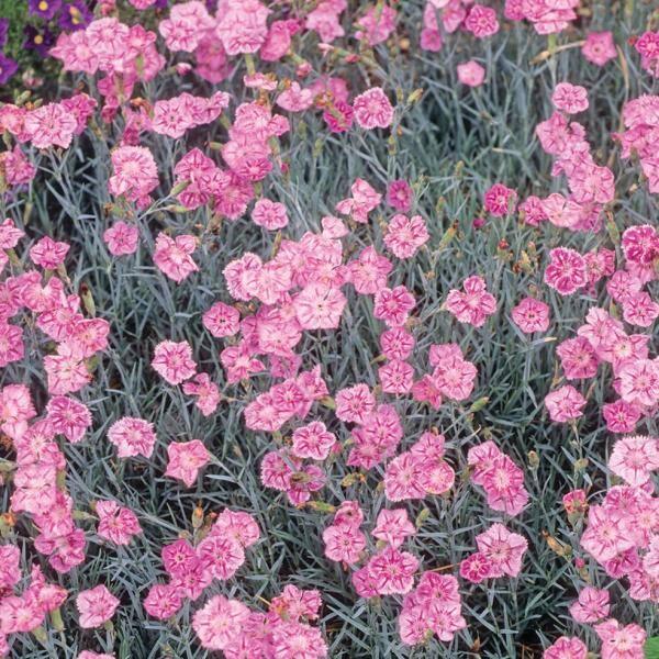 Dianthus X 'starburst' - View 7 from www redcrocus com
