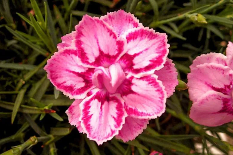 Dianthus X 'starburst' - View 8 from www redcrocus com