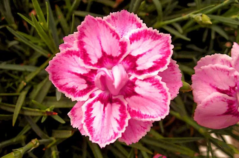 Dianthus X 'starburst' - View 9 from www redcrocus com