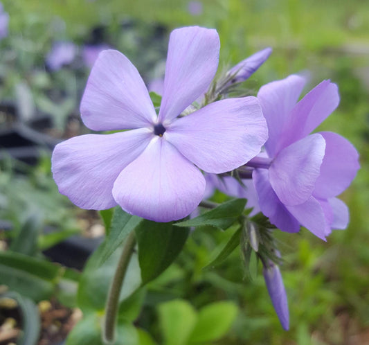 Phlox Divaricata Blue Moon - View 10 from www redcrocus com