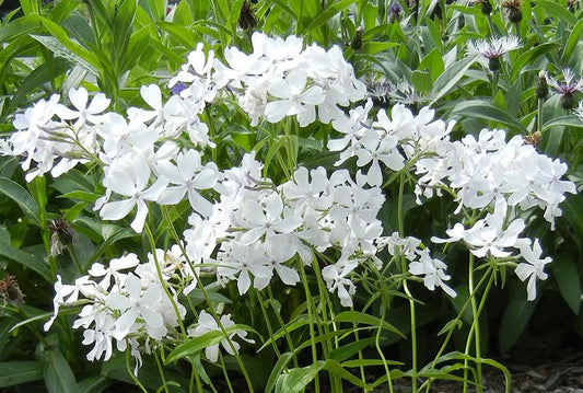 Phlox Divaricata May Breeze - View 10 from www redcrocus com