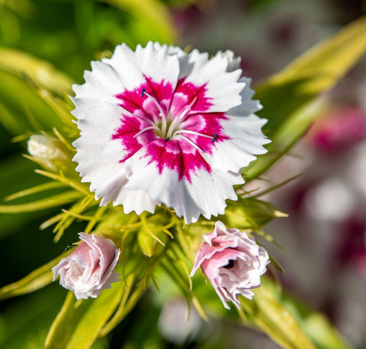 Dianthus Barbatus Barbarini Purple Picotee - View 10 from www redcrocus com