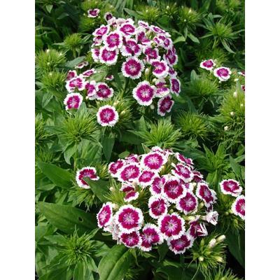 Dianthus Barbatus Barbarini Purple Picotee - View 12 from www redcrocus com